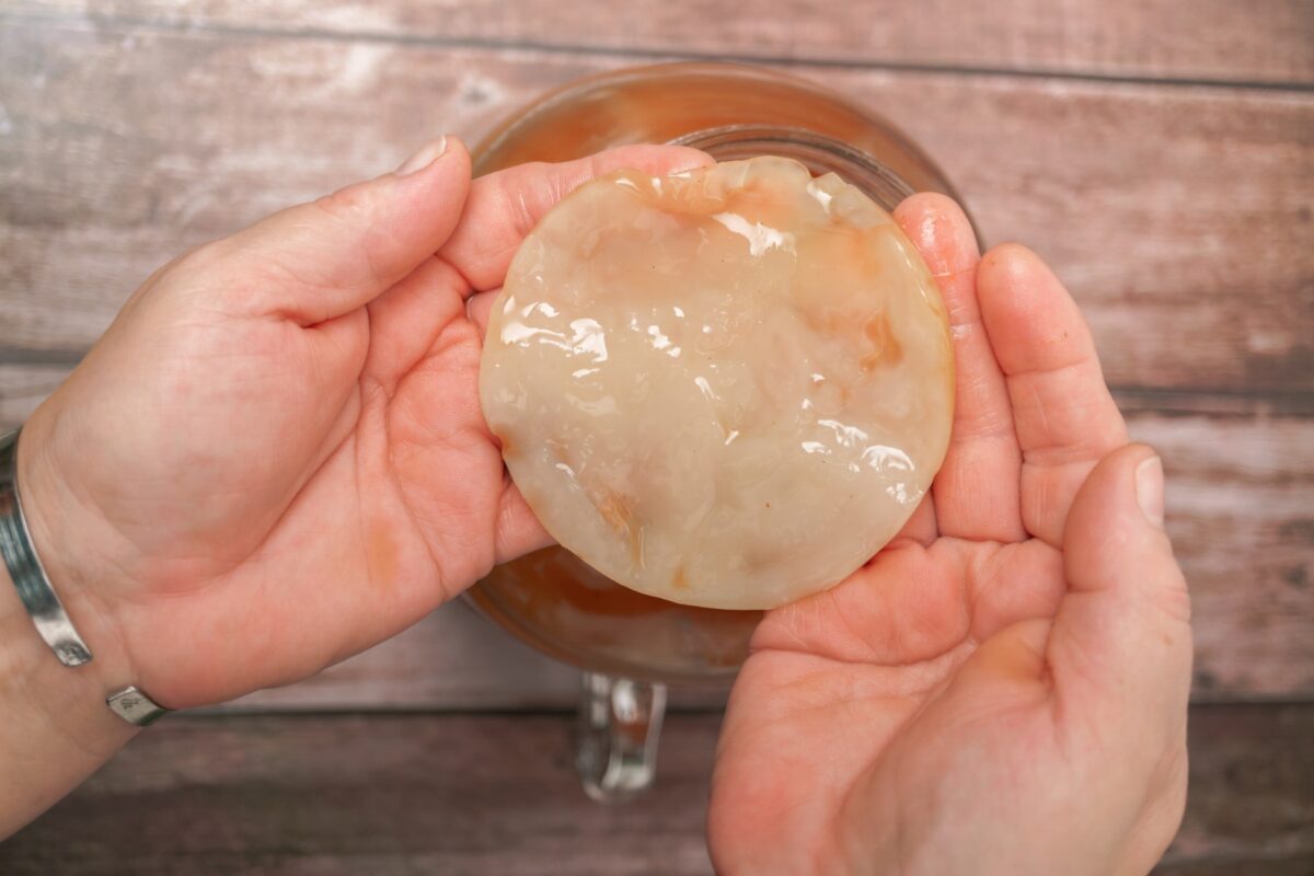 Woman's hands holding a pellicle after a kombucha ferment. 