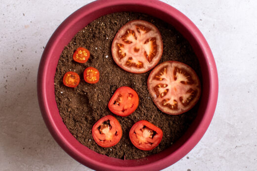 Grow Tomatoes From a Tomato Slice – Does It Work?