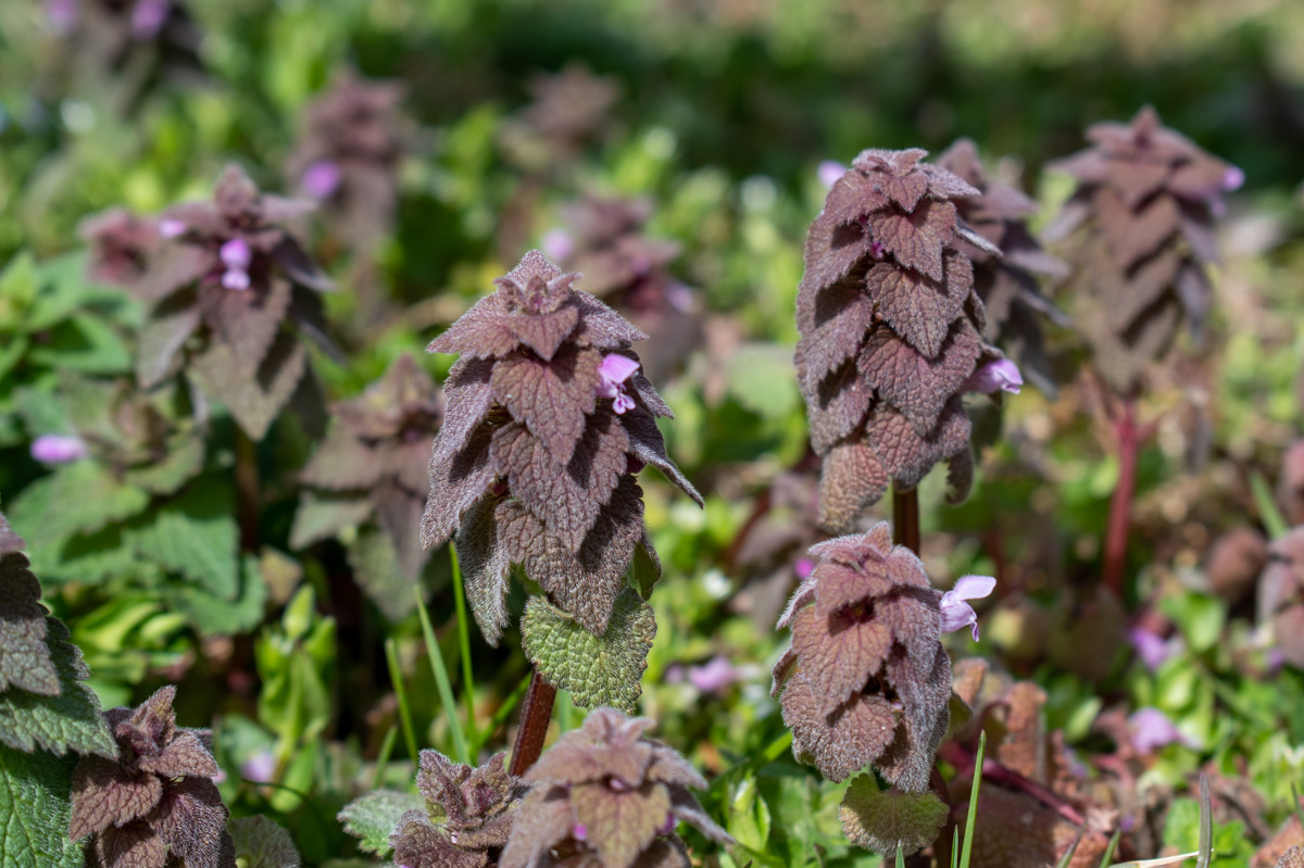 9+ Things to Make with Purple Dead Nettle