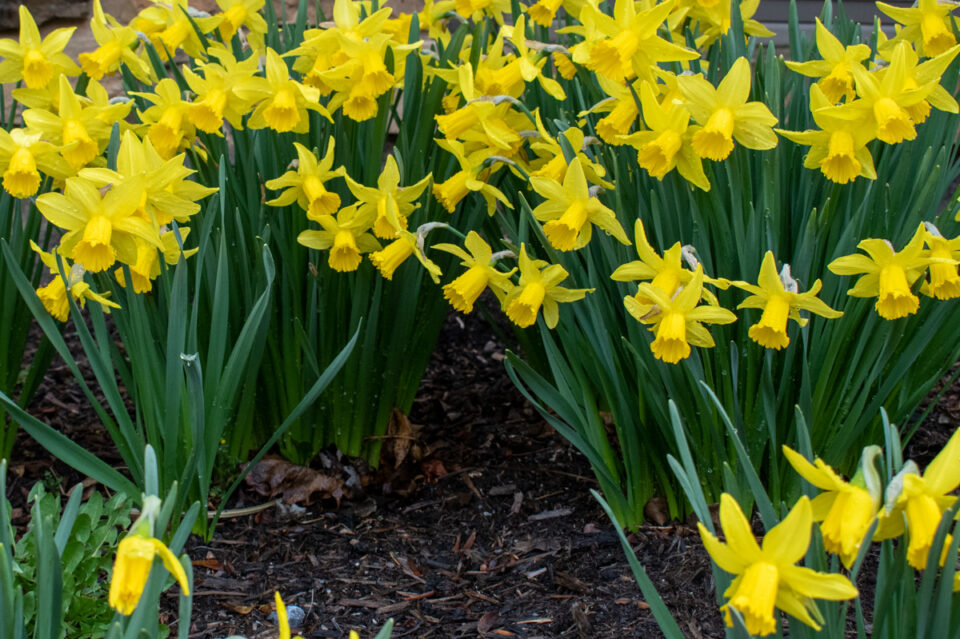 How to Collect & Grow Daffodils from Seed (& Why You Should Try It)