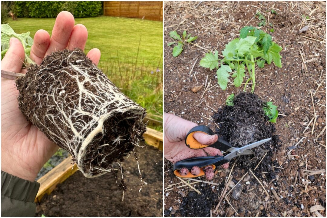 16 Mistakes Gardeners Make Planting Vegetables Each Spring