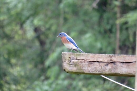 5 Ways To Attract Bluebirds To Your Yard