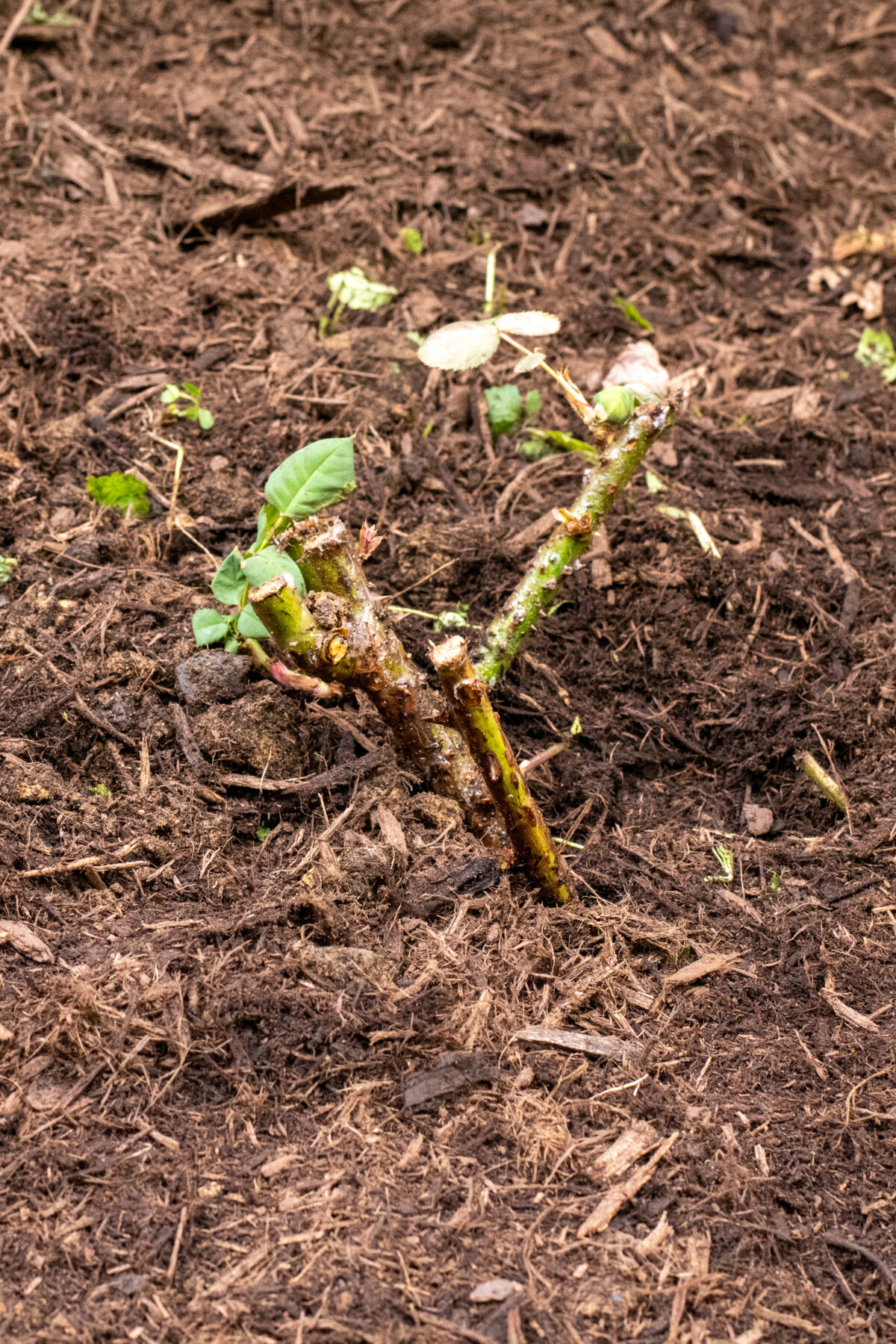 C Mo Cultivar Rosas A Ra Z Desnuda Para Obtener Flores Baratas Y Hermosas Mi Diario De Campo