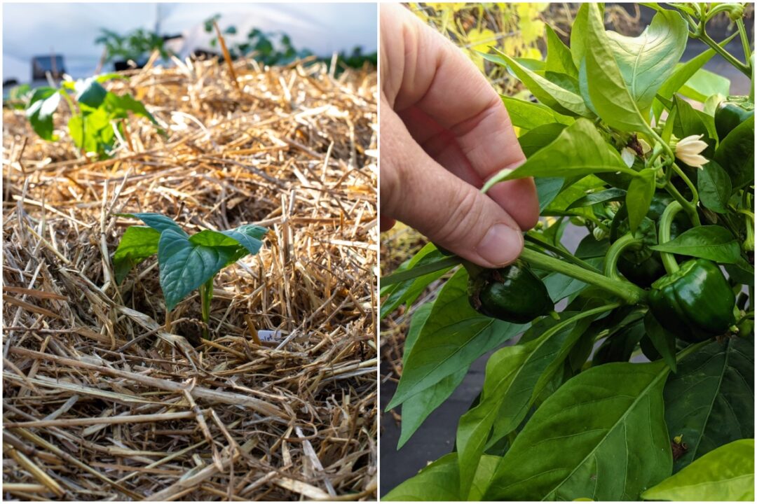 plant-peppers-deeply-for-stronger-plants-bigger-harvests