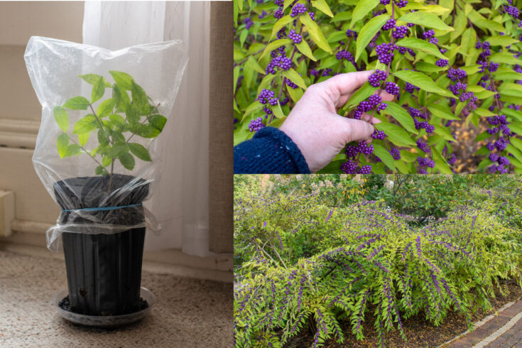 How to Trim American Beautyberry Shrub: An In-Depth Pruning Guide