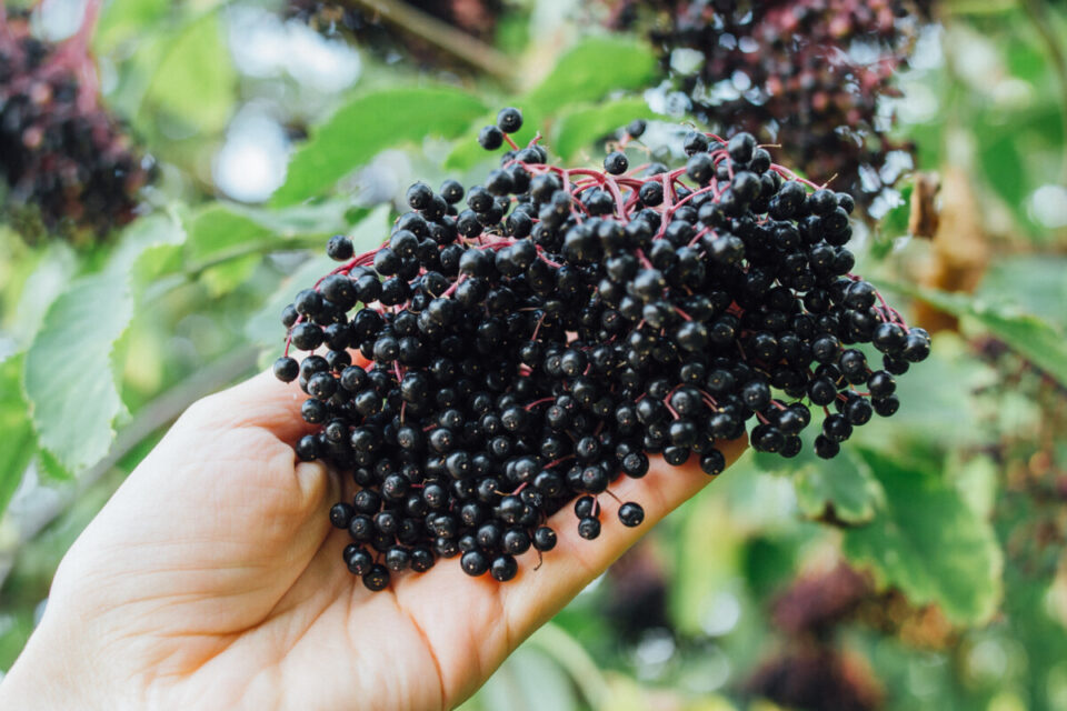 8 Reasons To Grow Elderberry In Your Yard & How To Get Started