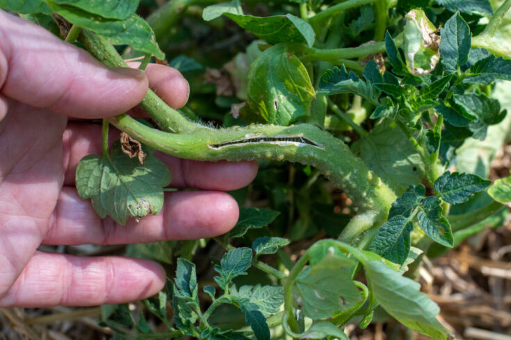 What Are Those Weird Bumps on My Tomato Stems?