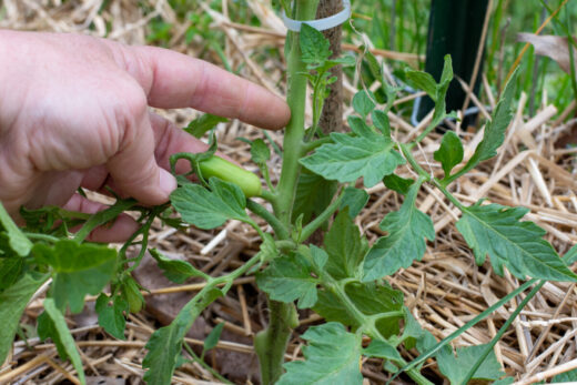 Stop Pruning Tomato Suckers & the Right Way to Prune Tomatoes