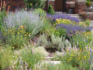 125 Drought-Tolerant Plants: From Full Sun To Total Shade