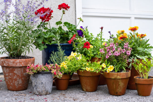 The Best Way To Age Terracotta Pots (& What Doesn't Work)