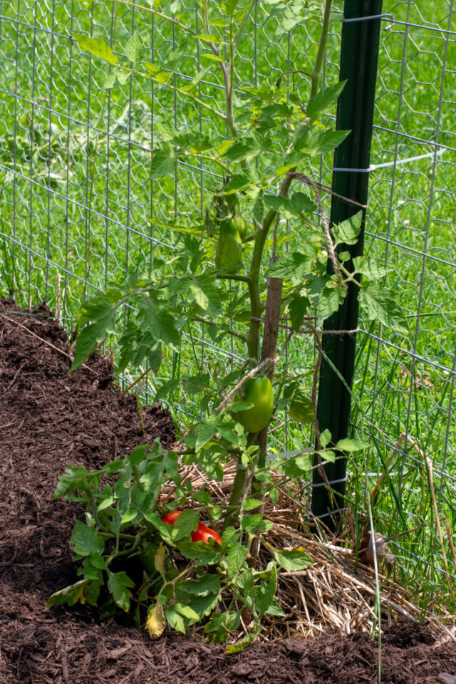 Tomatoes Not Ripening? This Is Almost Certainly Why