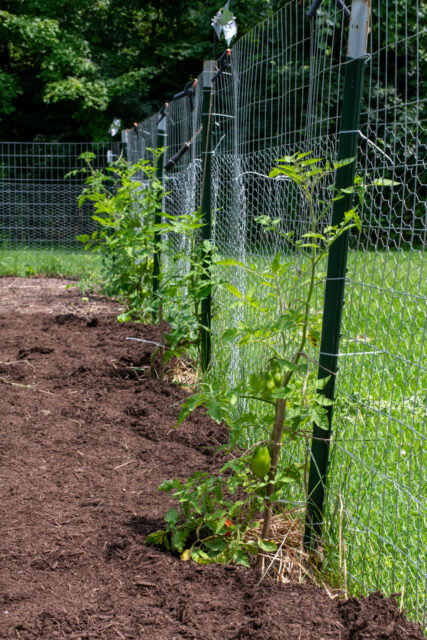 Tomatoes Not Ripening? The Strange Link Between Heat Waves & Tomatoes