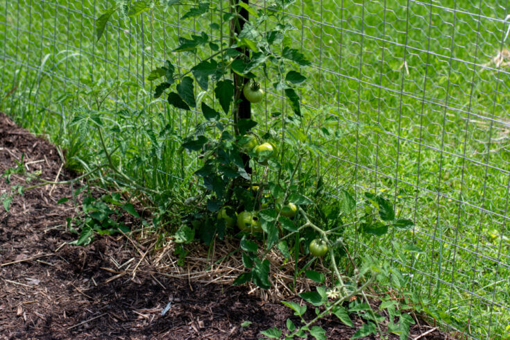 Tomatoes Not Ripening? This Is Almost Certainly Why