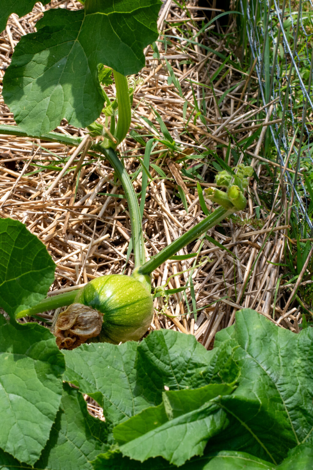 How to Prune & Pinch Pumpkins to Stop Them Taking Over Your Garden