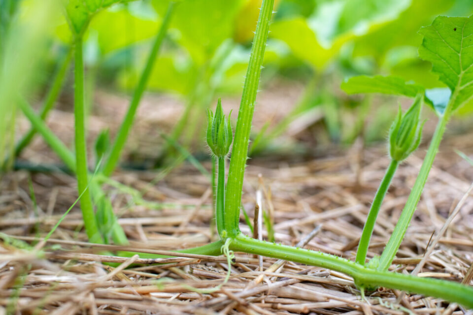 How to Prune & Pinch Pumpkins to Stop Them Taking Over Your Garden