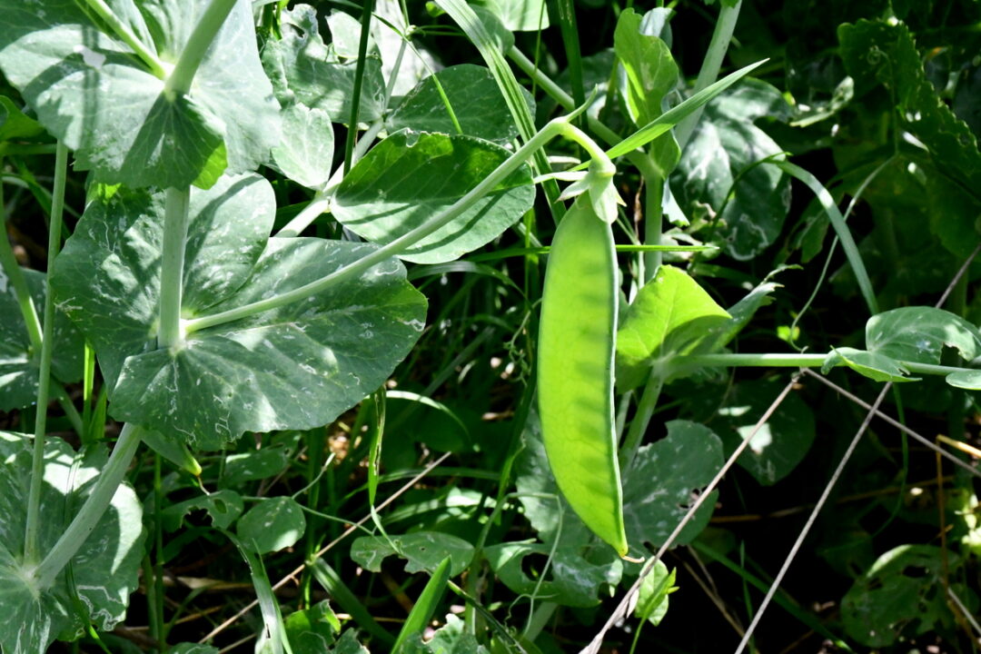 Easy Diy Pea Trellis Ideas Eating Pea Tendrils And Leaves 8181