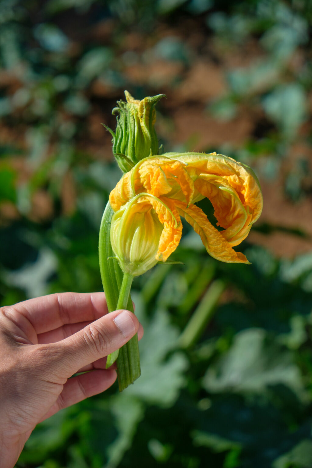 Zucchini Flower Recipes 20 Reasons To Pick Squash Blossoms