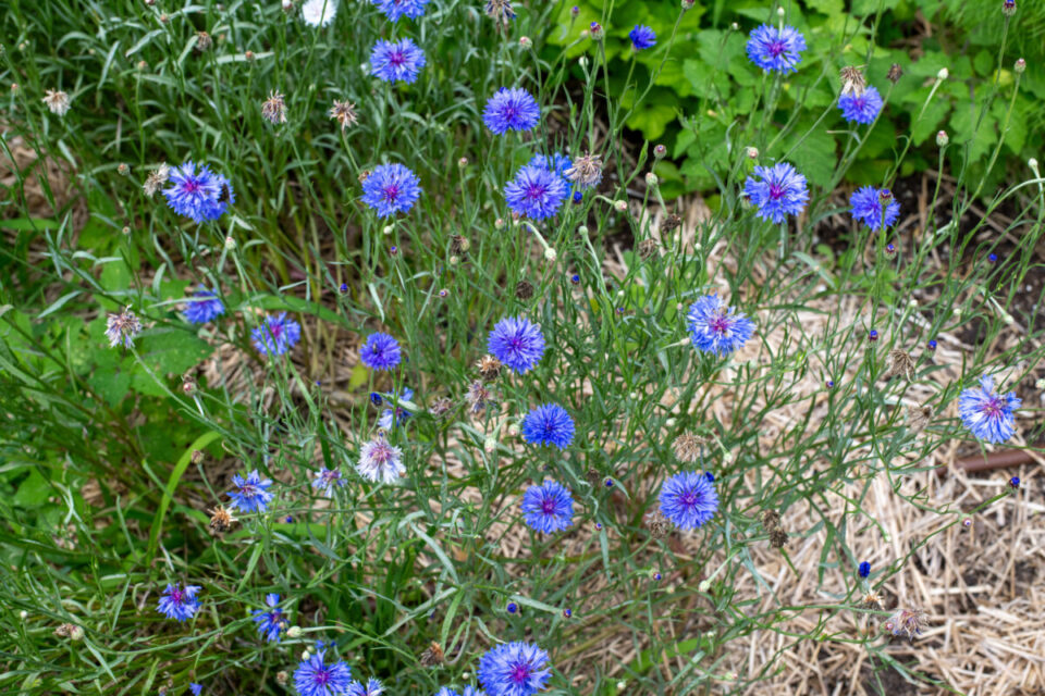 9 Reasons to Grow Bachelor Buttons & Cornflower Growing Tips