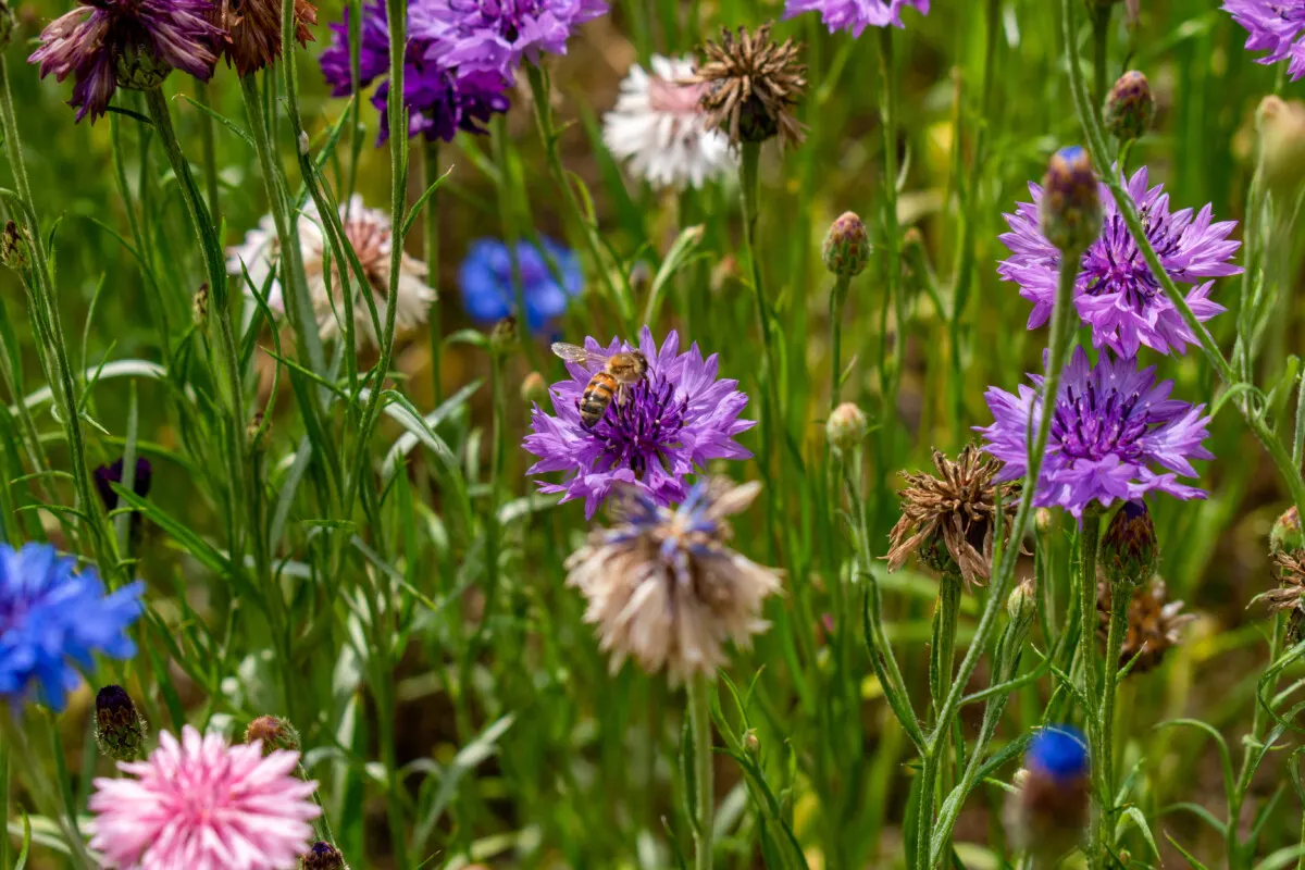 Bachelor's Buttons: How to Plant, Grow, and Care for Bachelor's Button  Flowers aka Cornflowers