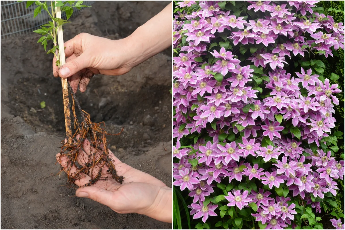 How to Plant & Grow Clematis - the Perennial Climbing Showpiece