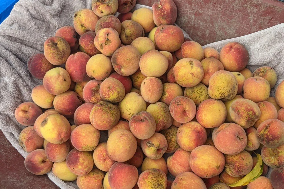 How to Store Ripe Peaches