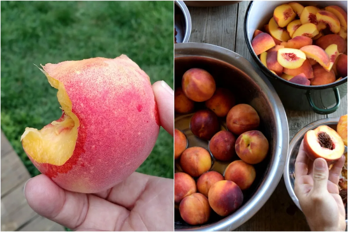 How to Ripen Peaches That Were Picked Early