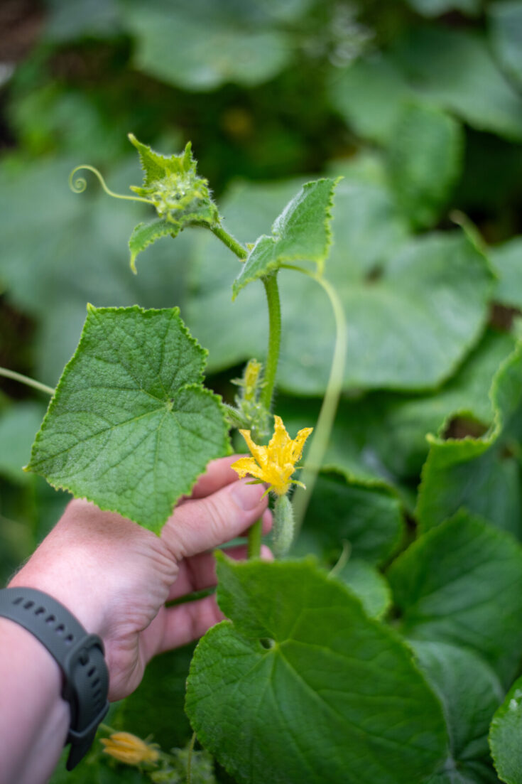 How To Prune Cucumbers When You Should Shouldn T Do It   Prune Cucumber 8 735x1103 