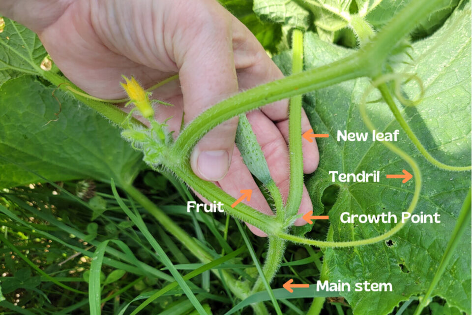 How To Prune Cucumbers When You Should Shouldn T Do It   Prune Cucumber Diagram 960x640 