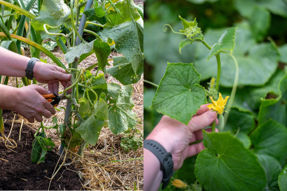 How To Prune Cucumbers When You Should Shouldn T Do It   Prune Cucumber Hero 960x640 