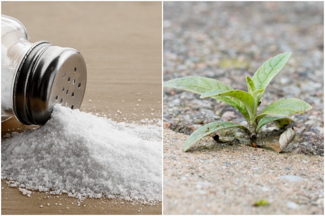 Using Salt As Weed Killer And What You Really Need To Know 9886