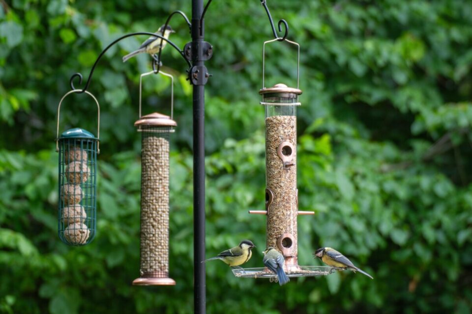 9 Tips for Feeding Birds During the Summer