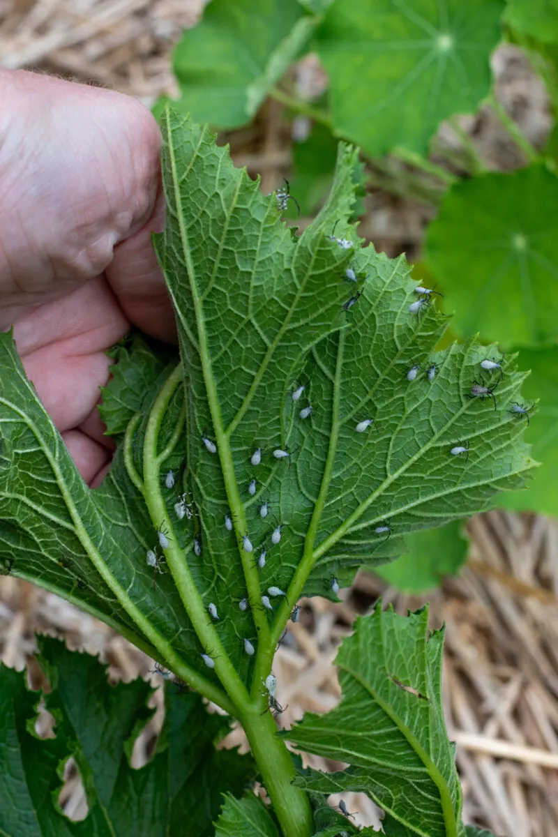Hand showing leaf covered in squash bugs