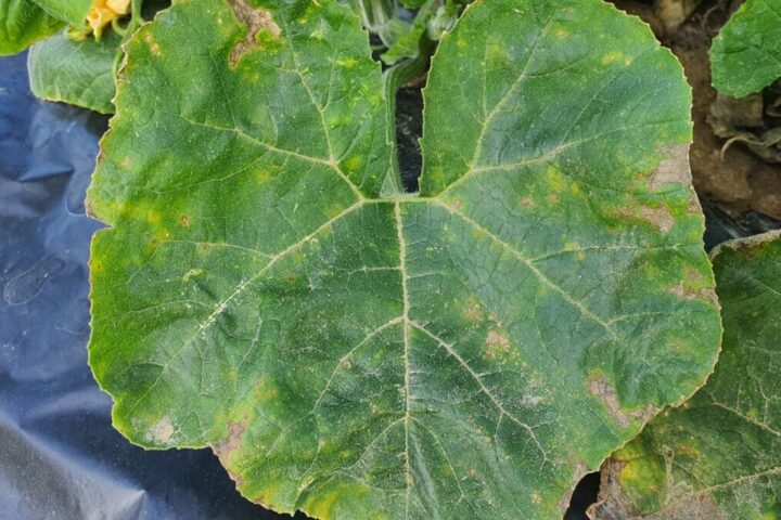 5 Things Your Zucchini Leaves Are Trying To Tell You