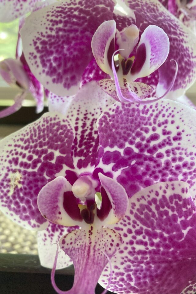 How To Get Your Orchid To Re-bloom