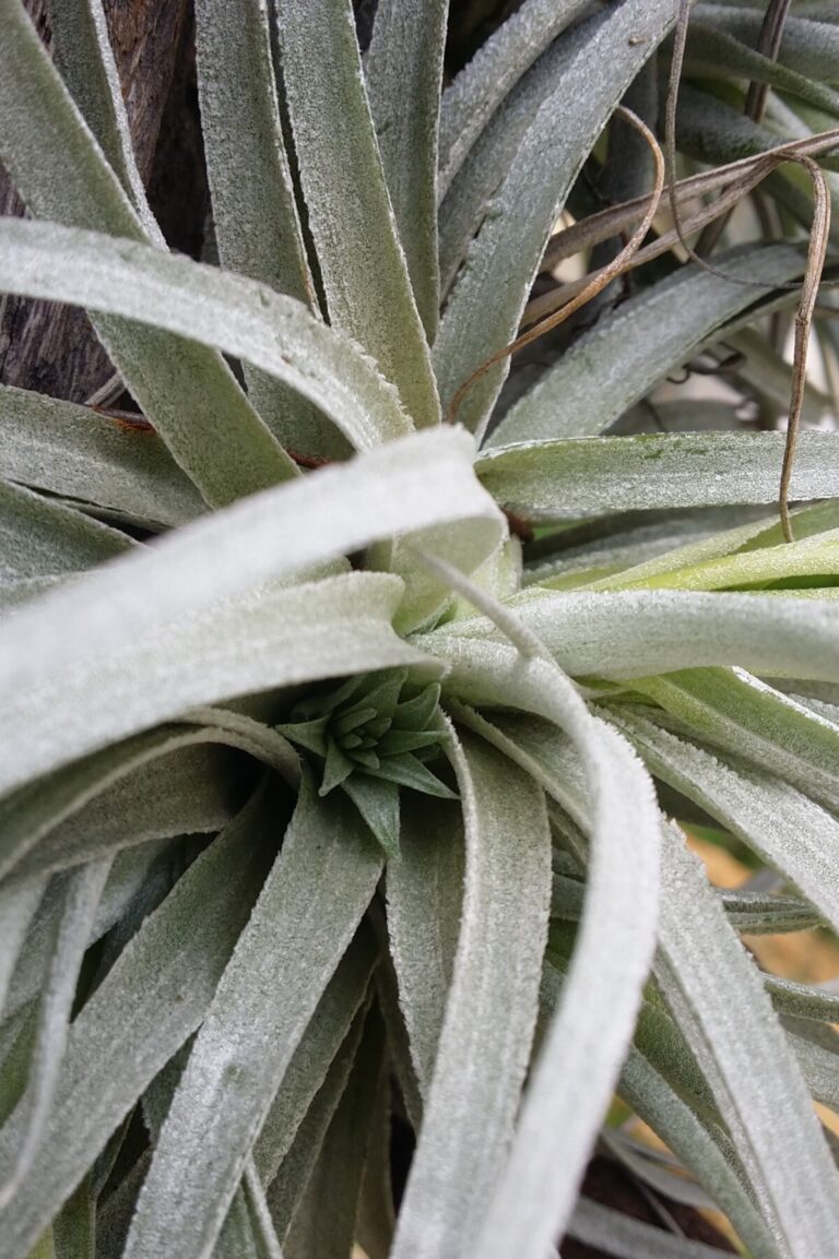 Air Plants: 10 Things You Need To Know About Growing Tillandsia