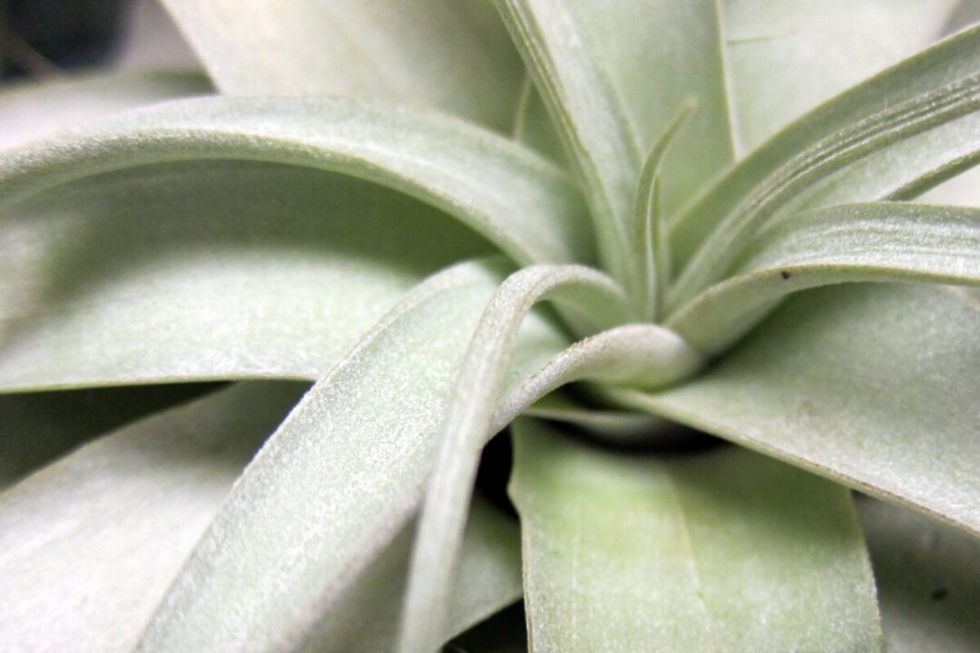 Air Plants: 10 Things You Need To Know About Growing Tillandsia