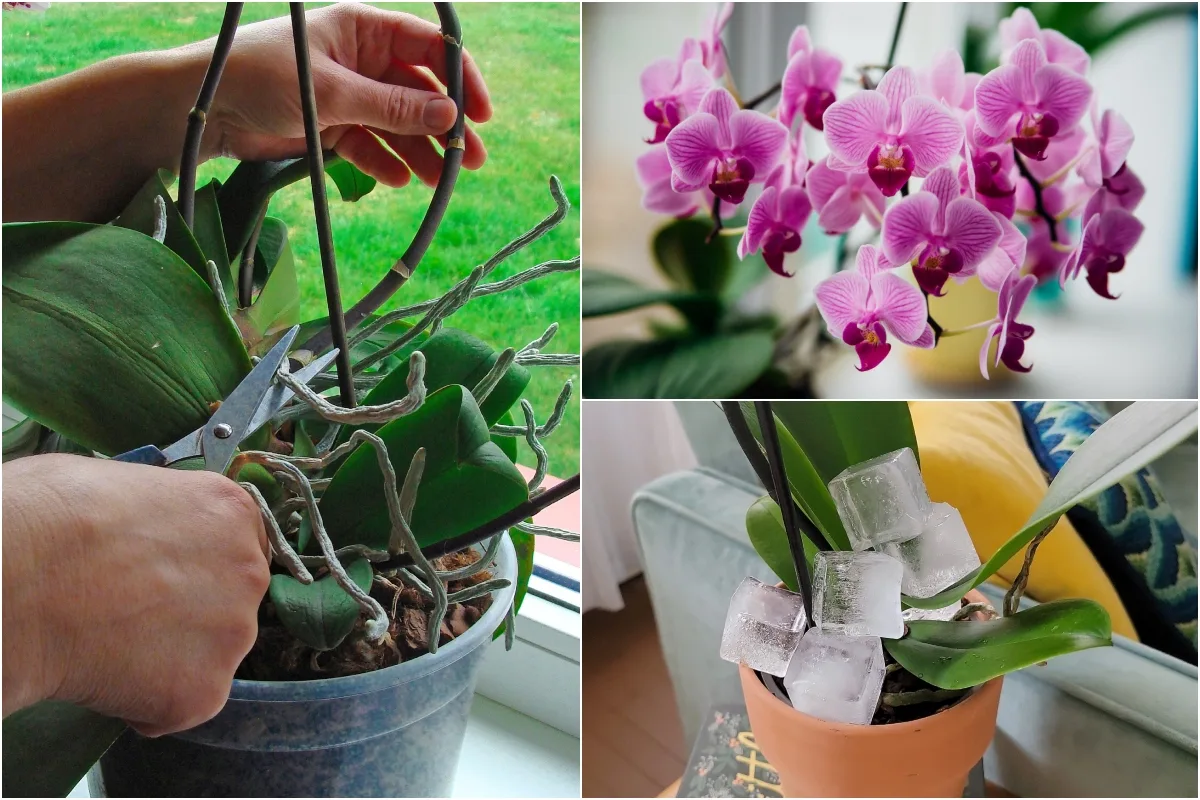 10 Common Mistakes That Are Killing Your Orchid