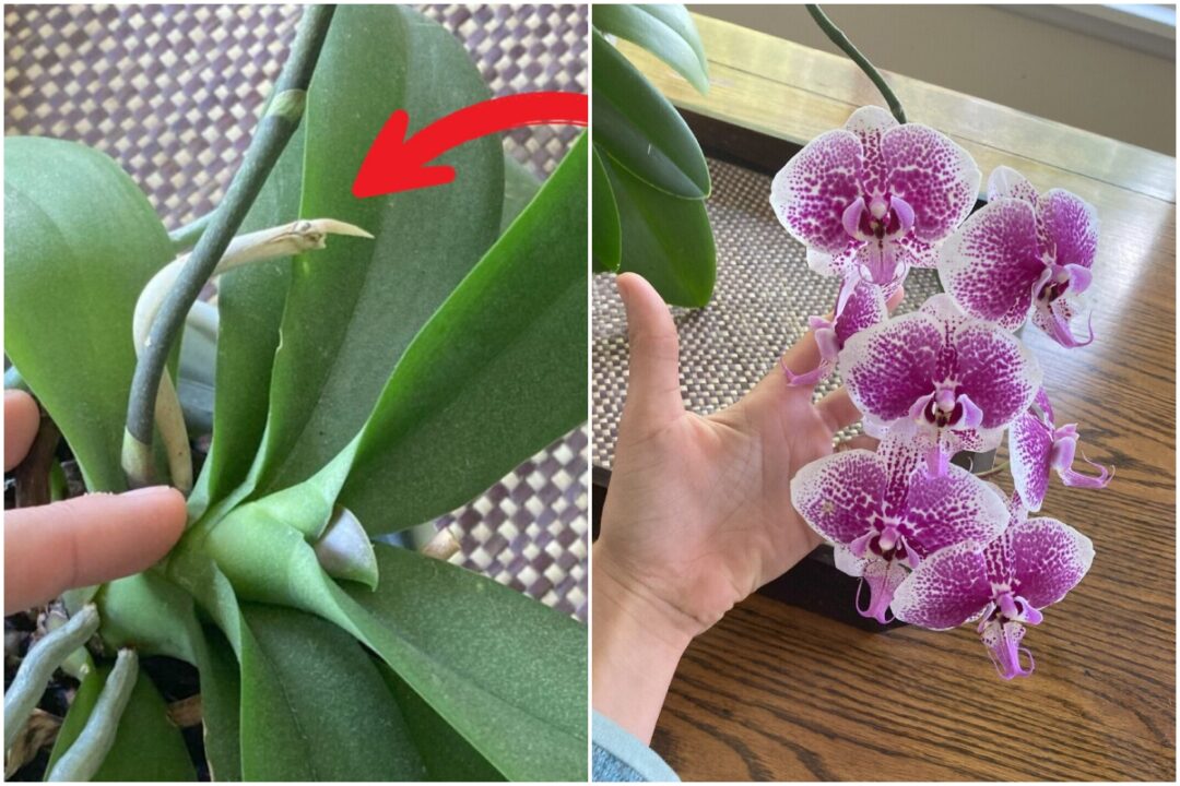 How Do I Get My Orchid To Bloom Again