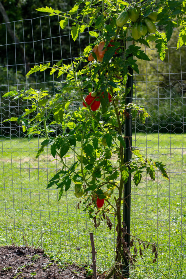 How to Overwinter Tomato Plants & Get Early Tomatoes Next Year