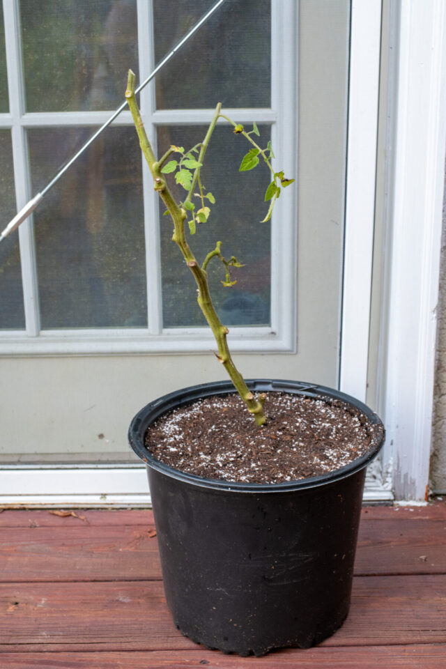 How to Overwinter Tomato Plants & Get Early Tomatoes Next Year