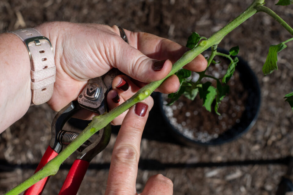 How to Overwinter Tomato Plants & Get Early Tomatoes Next Year