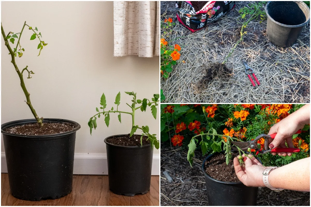 How To Get Tomato Plants Growing Better! 3 Tips To Power Tomato Plants