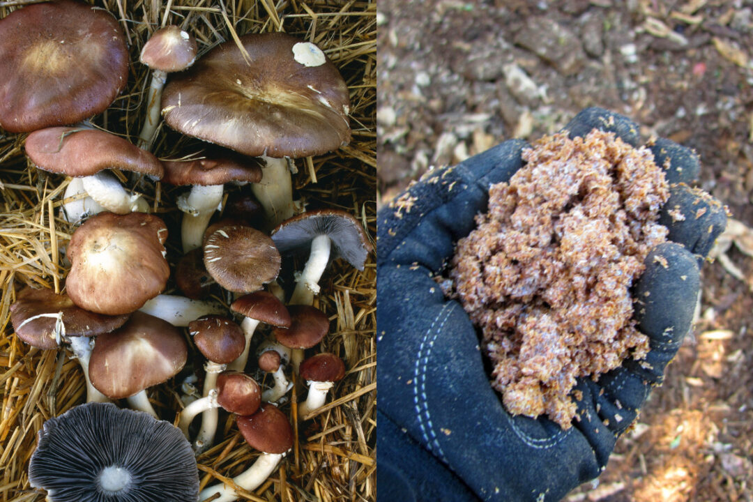 How To Plant A Wine Cap Mushroom Bed   Untitled Design 95 1080x720 