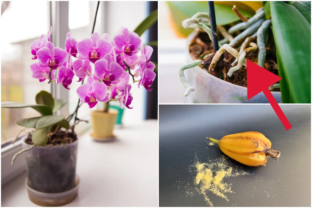 22 Fascinating Things Every Orchid Owner Needs To Know