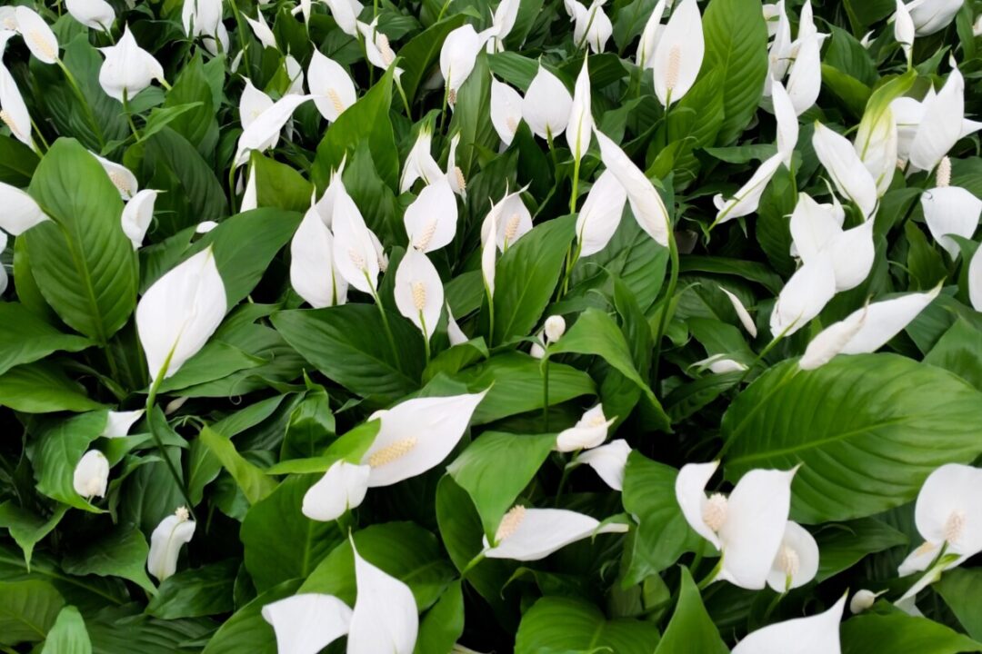 The Real Reason Your Peace Lily Won’t Bloom