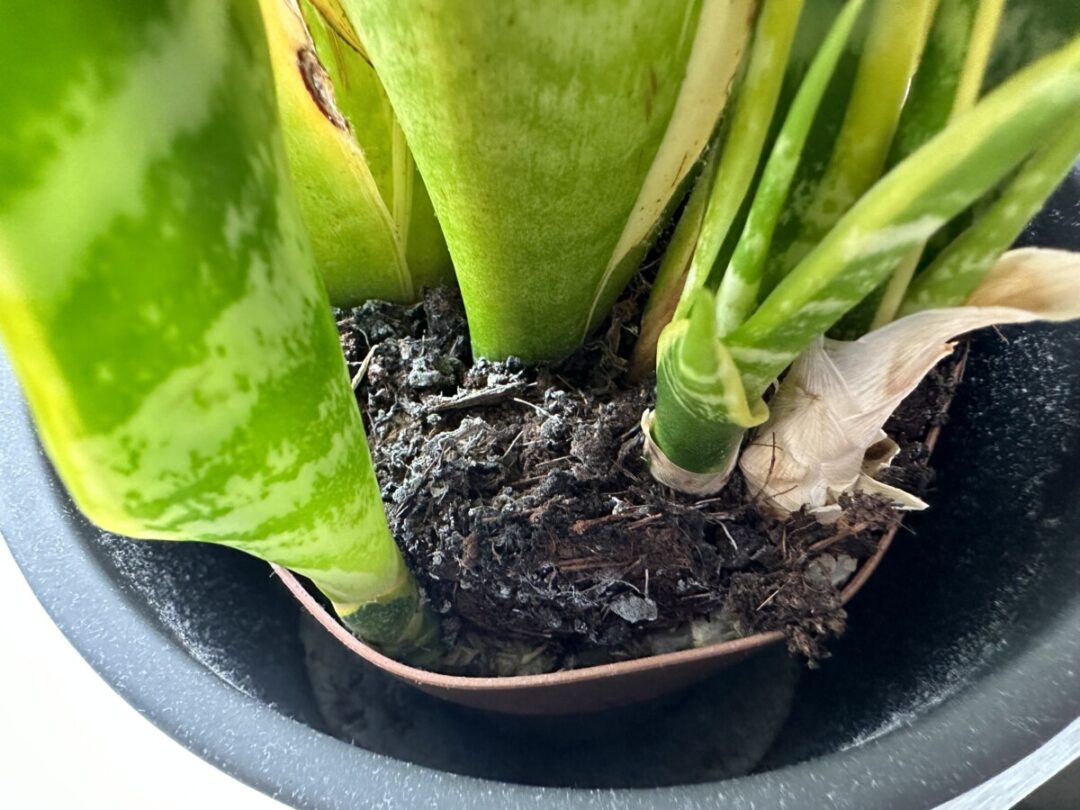 How to Get a Snake Plant to Flower