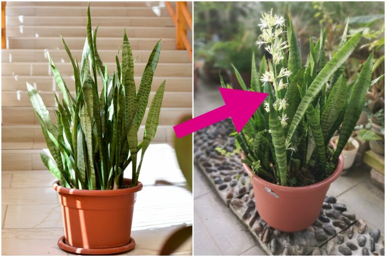 How to Get a Snake Plant to Flower