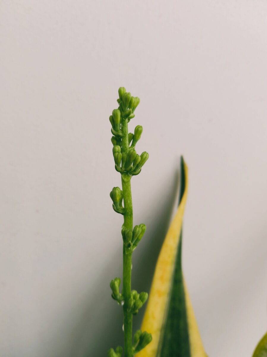 How to Get a Snake Plant to Flower