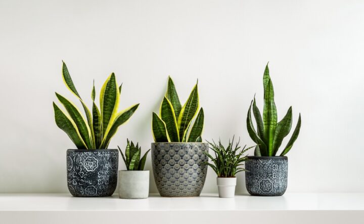 How to Get a Snake Plant to Flower