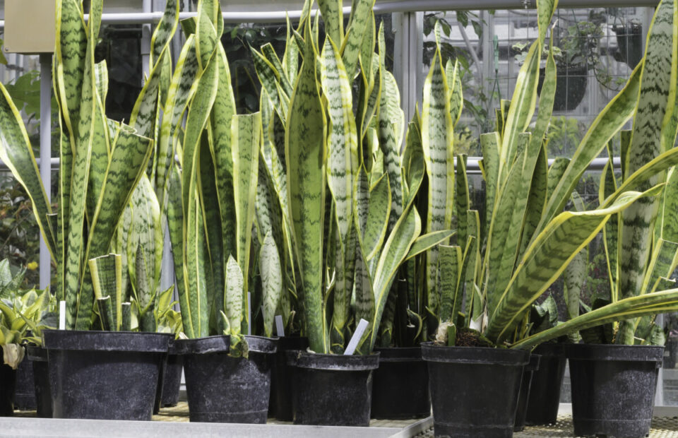 10 Things Every Snake Plant Owner Needs To Know